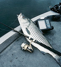 Striper, Hybrid Bass Fishing