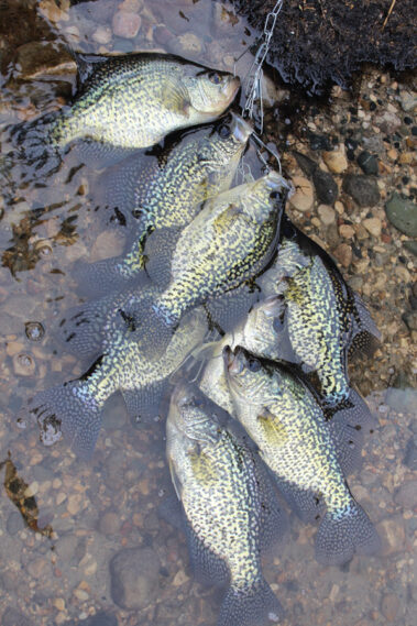 Crappie Fishing in Lake Hartwell