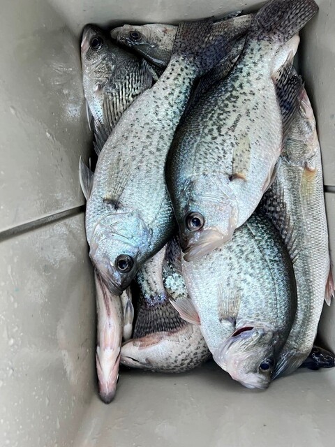 Lake Hartwell Crappie Fishing