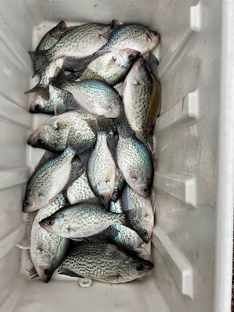 Lake Hartwell Crappie Fishing