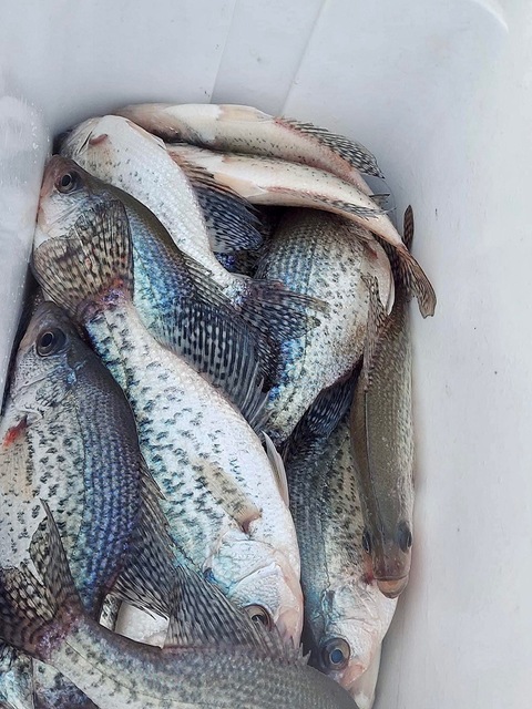 Lake Hartwell Crappie fishing