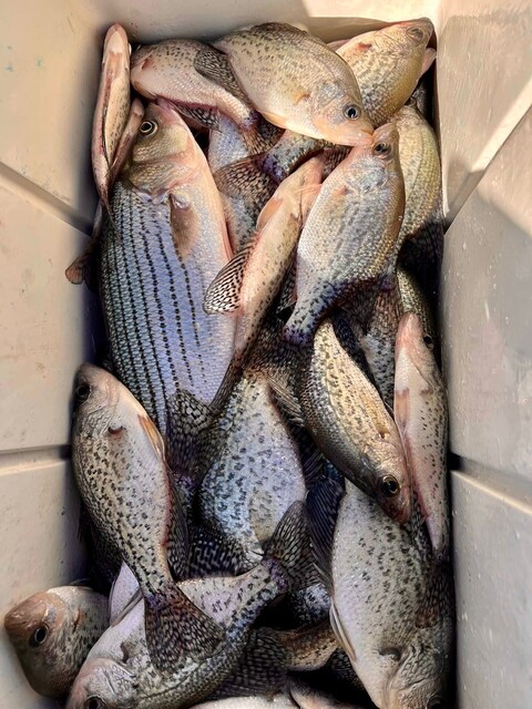 Lake Hartwell Crappie fishing