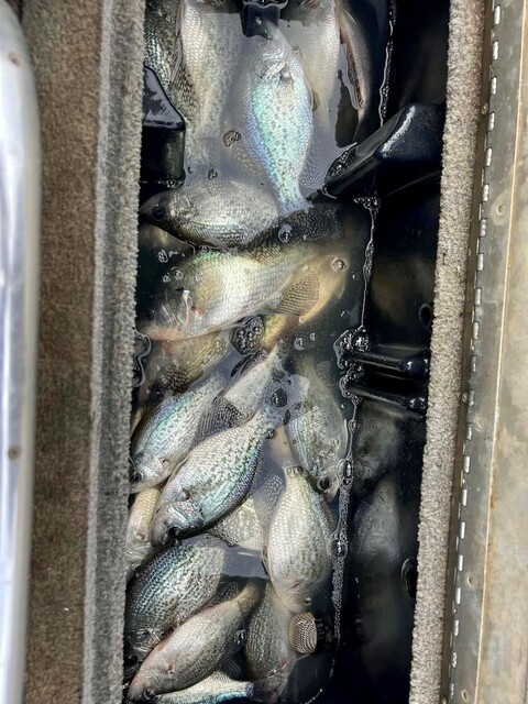 Lake Hartwell Crappie fishing