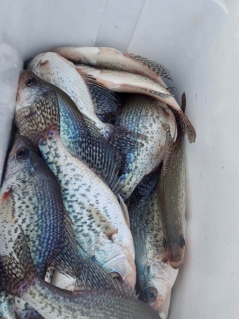 Lake Hartwell Crappie fishing