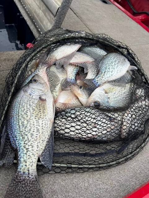 Lake Hartwell Crappie fishing