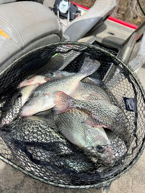 Lake Hartwell Crappie fishing