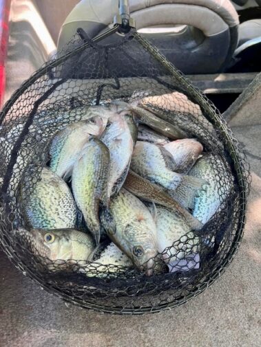 Lake Hartwell Crappie fishing