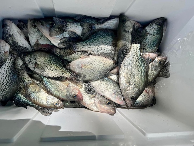 Lake Hartwell Crappie fishing