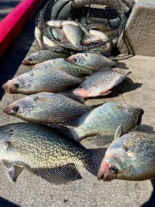 Lake Hartwell Crappie fishing