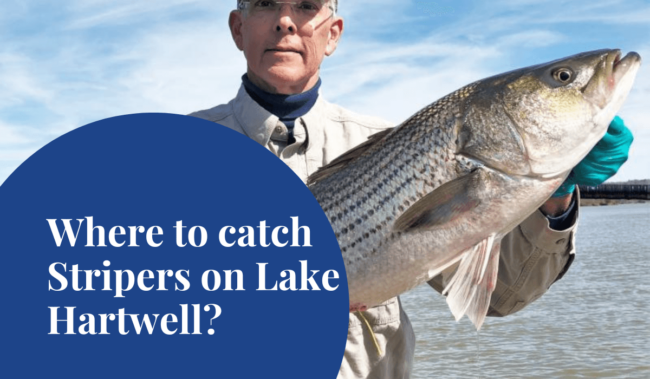 Stripers on Lake Hartwell