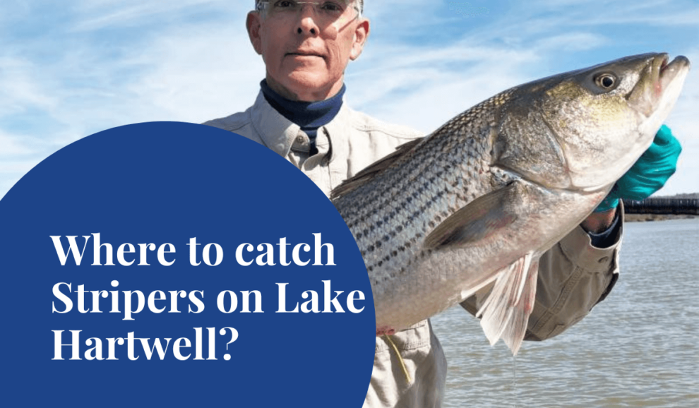 Stripers on Lake Hartwell