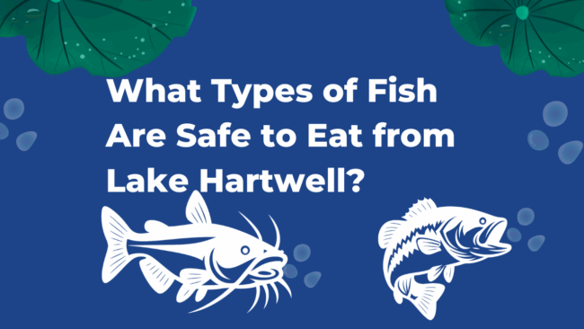 Fish Are Safe to Eat from Lake Hartwell