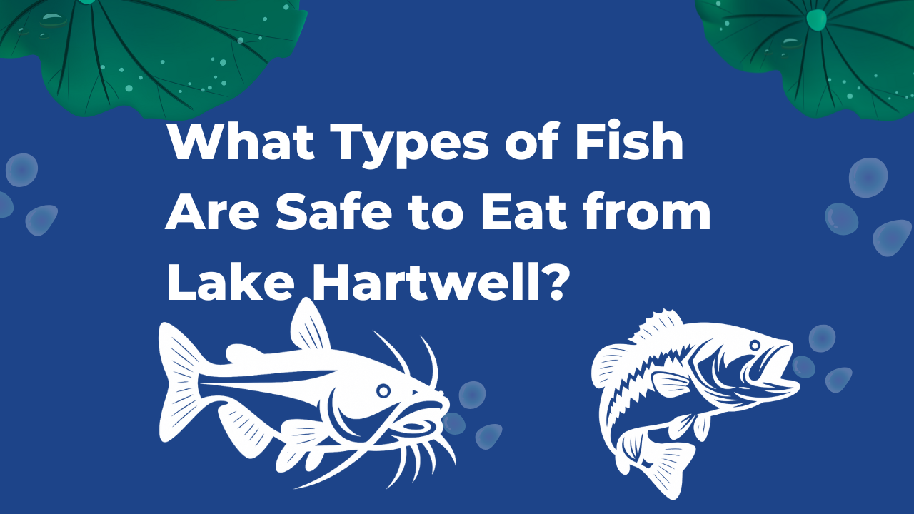 Fish Are Safe to Eat from Lake Hartwell
