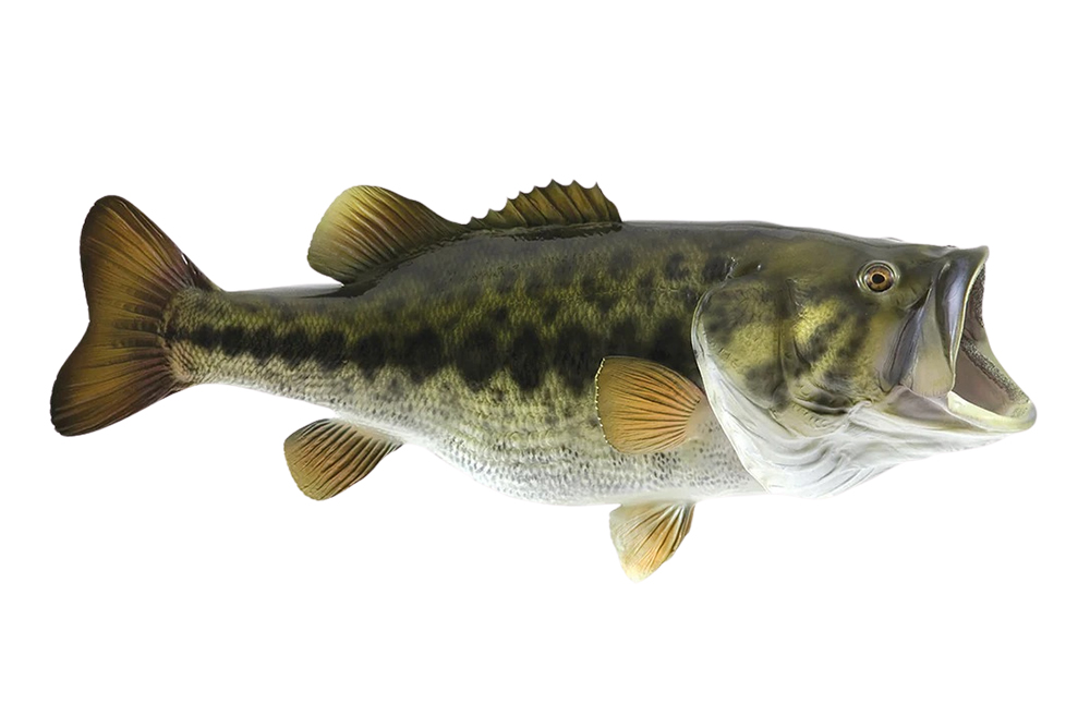 Largemouth Bass