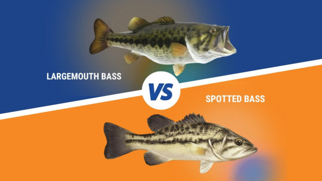 Largemouth Bass and Spotted Bass