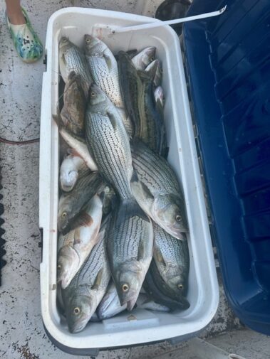 Lake Hartwell fishing