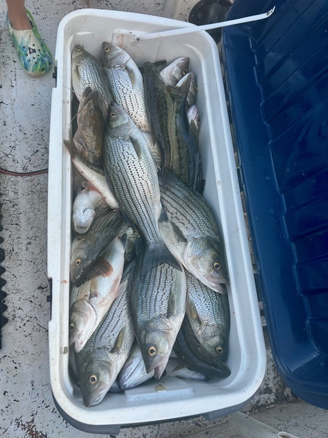 Lake Hartwell fishing