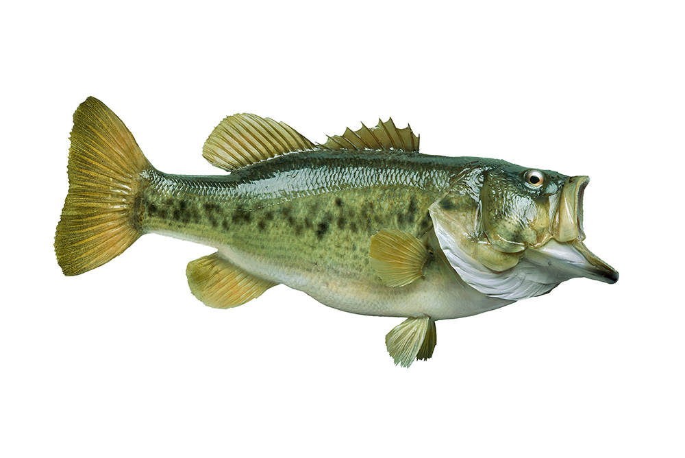 Bass fish