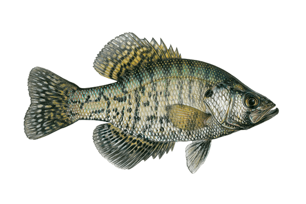 Crappie Fish