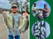 Lake Hartwell Crappie fishing