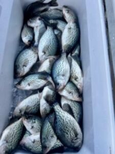 Lake Hartwell Crappie fishing