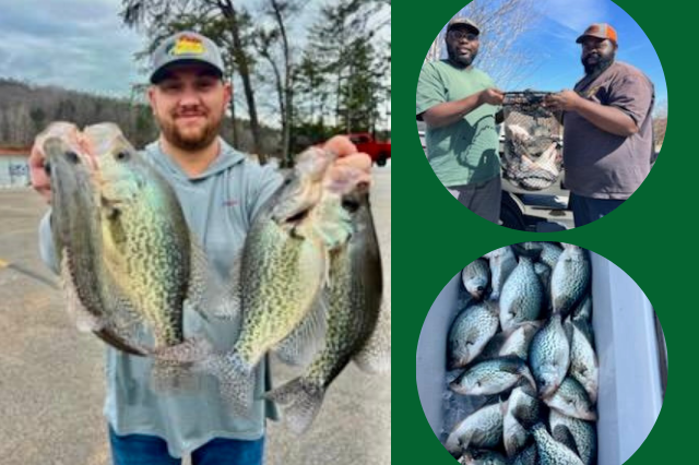 Lake Hartwell Crappie fishing