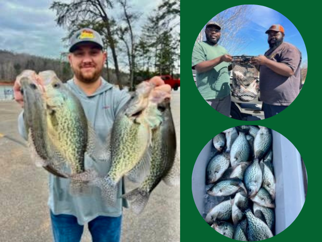 Lake Hartwell Crappie fishing