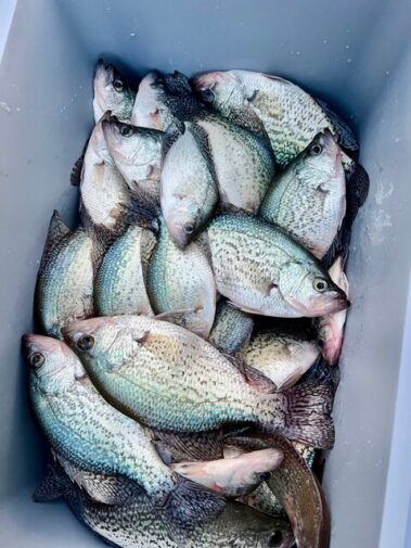 Lake Hartwell Crappie Fishing